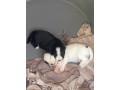 adorables-chiots-small-0