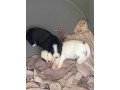 adorables-chiots-small-2