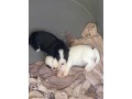 adorables-chiots-small-1