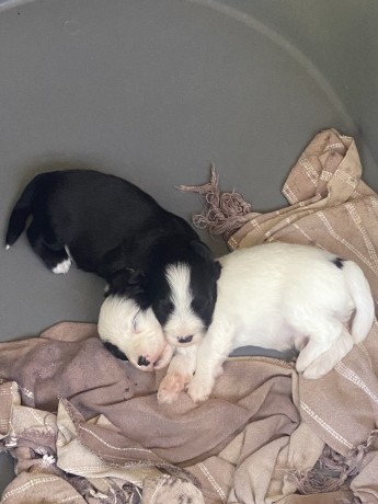adorables-chiots-big-0