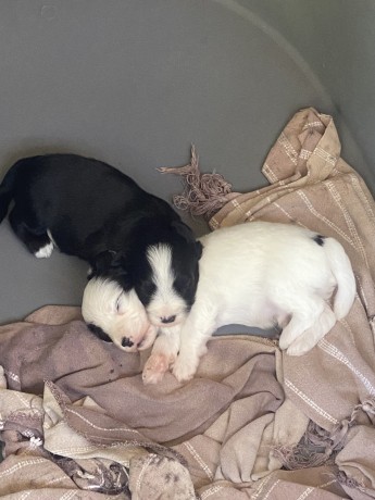 adorables-chiots-big-2