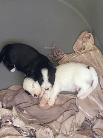 adorables-chiots-big-1