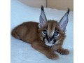 nous-avons-des-servals-des-caracals-et-des-chats-savannah-small-3