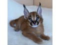 nous-avons-des-servals-des-caracals-et-des-chats-savannah-small-2