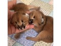 nous-avons-des-servals-des-caracals-et-des-chats-savannah-small-1