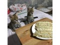 nous-avons-des-servals-des-caracals-et-des-chats-savannah-small-4