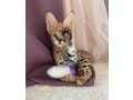 nous-avons-des-servals-des-caracals-et-des-chats-savannah-small-0