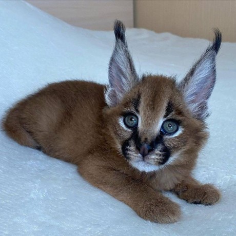 nous-avons-des-servals-des-caracals-et-des-chats-savannah-big-3