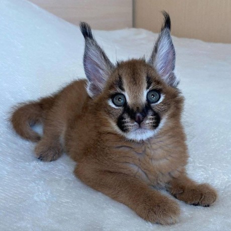 nous-avons-des-servals-des-caracals-et-des-chats-savannah-big-2