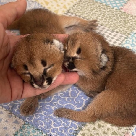nous-avons-des-servals-des-caracals-et-des-chats-savannah-big-1