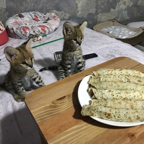 nous-avons-des-servals-des-caracals-et-des-chats-savannah-big-4