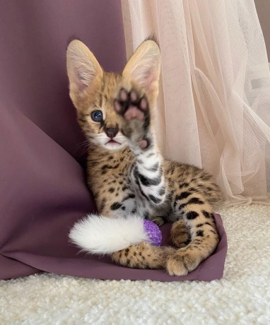 nous-avons-des-servals-des-caracals-et-des-chats-savannah-big-0