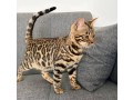 chaton-bengal-pour-adoption-small-1