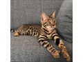 chaton-bengal-pour-adoption-small-0