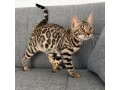 chaton-bengal-pour-adoption-small-3