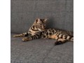 chaton-bengal-pour-adoption-small-2