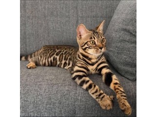 Chaton Bengal Pour Adoption