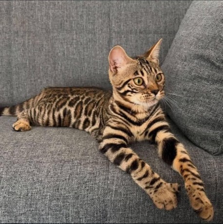 chaton-bengal-pour-adoption-big-0