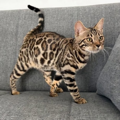 chaton-bengal-pour-adoption-big-3