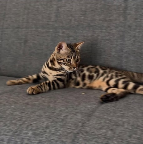 chaton-bengal-pour-adoption-big-2