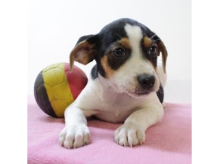 Chiots Fox Belge – vifs, intelligents et pleins de caractère