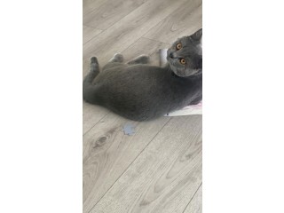 British shorthair 10mois