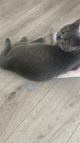 british-shorthair-10mois-big-0