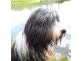 perdu-chien-bearded-collie-small-0