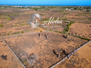 A VENDRE - Terrain plat 2500m2 forêt Baobab à Mangily, Tuléar II - Madagascar