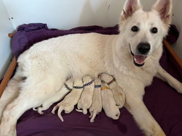 magnifique-chiots-bergers-blancs-suisse-big-0