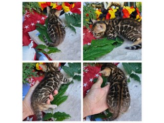 Bengal d'exception lignée international Luxembourg