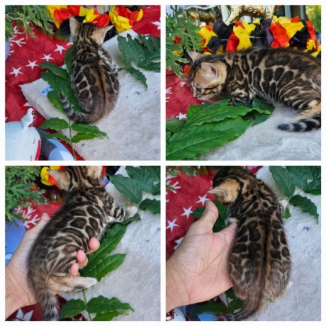 bengal-dexception-lignee-international-luxembourg-big-0