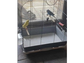 2 perruches avec cage