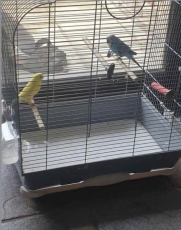 2-perruches-avec-cage-big-0