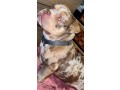 americain-bully-tri-choco-merle-de-un-an-small-0