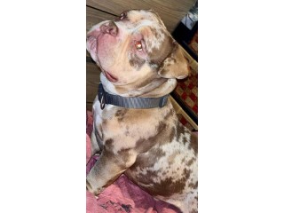 Américain Bully tri choco merle de un an
