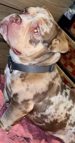 americain-bully-tri-choco-merle-de-un-an-big-0