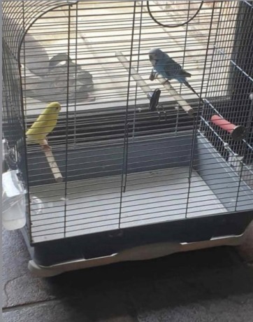 2-perruches-avec-cage-big-0