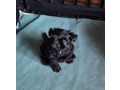 chiots-de-race-rare-affenpinscher-small-0