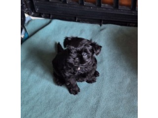 Chiots de race rare Affenpinscher