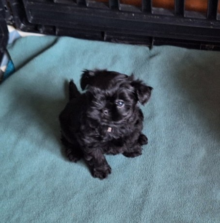 chiots-de-race-rare-affenpinscher-big-0