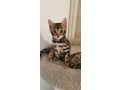 magnifiques-chatons-bengal-loof-small-0