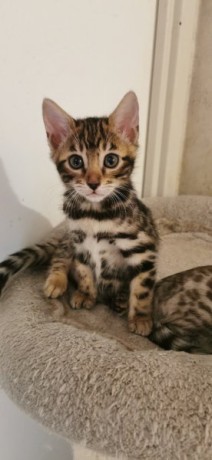 magnifiques-chatons-bengal-loof-big-0