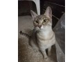 gentille-chatte-de-8-mois-a-adopter-sur-marseille-small-0