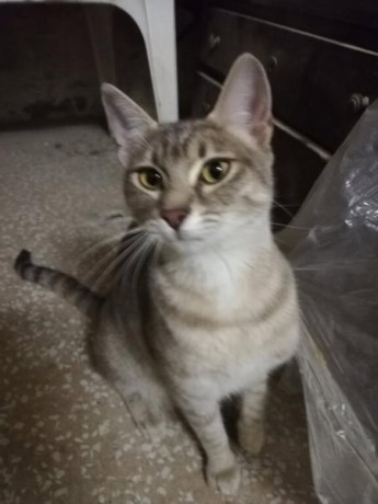 gentille-chatte-de-8-mois-a-adopter-sur-marseille-big-0