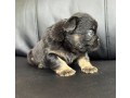 chiots-bouledogue-francais-poils-longs-small-0