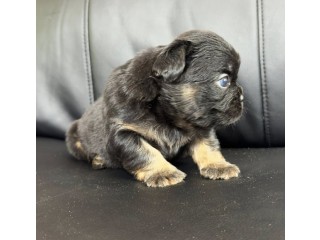 Chiots bouledogue français poils longs