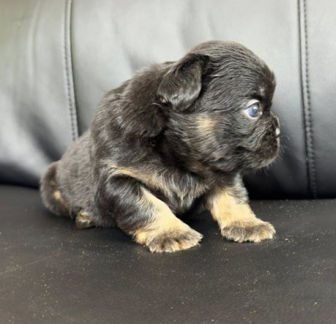 chiots-bouledogue-francais-poils-longs-big-0