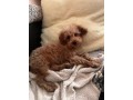 maltipoo-croisement-entre-bichon-maltais-et-caniche-small-0