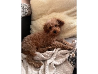 Maltipoo (Croisement entre Bichon maltais et caniche)